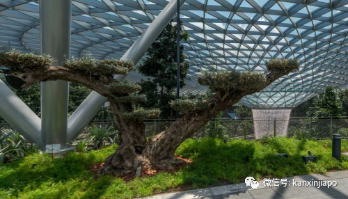 解鎖樟宜機場的隱藏玩法,新加坡新晉打卡點