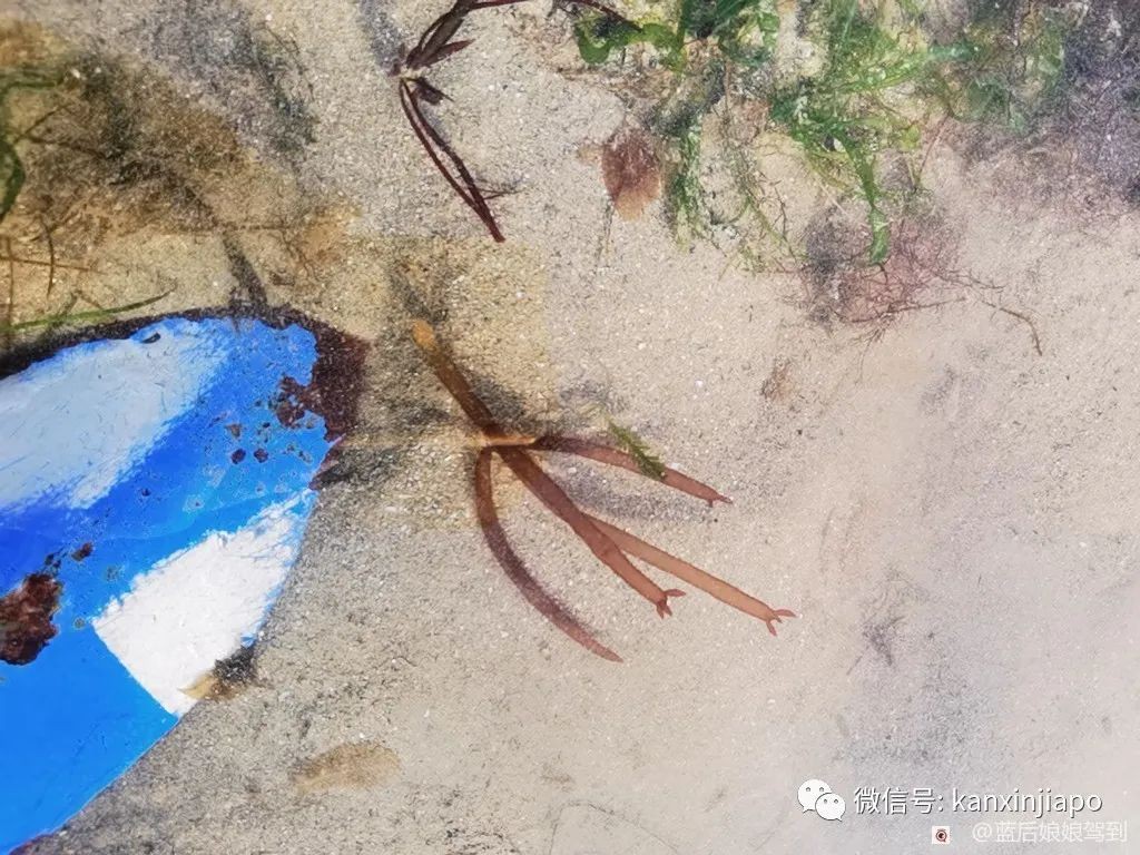 去樟宜海滩赶海吧，那里有最美的日出和从未见过的海洋生物...