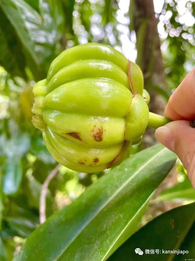 长得像南瓜、吃着有点酸、还能帮减肥...这种神奇的果子你认识吗？
