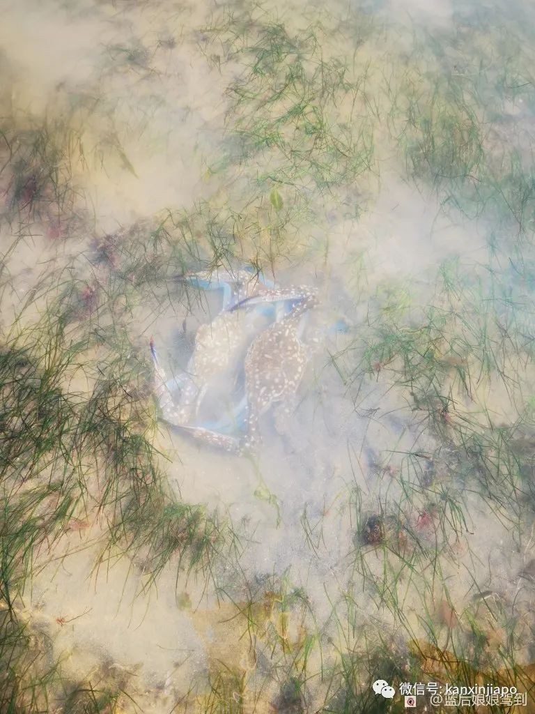 去樟宜海滩赶海吧，那里有最美的日出和从未见过的海洋生物...