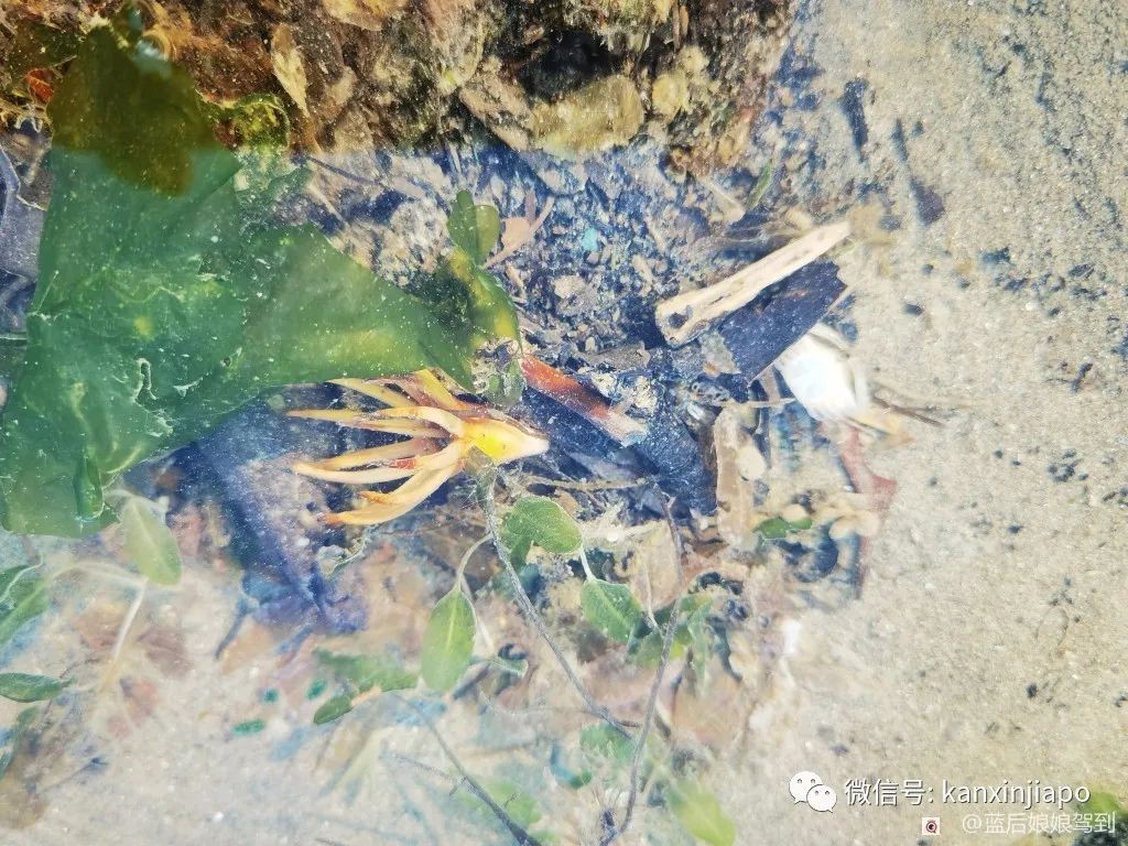 去樟宜海滩赶海吧，那里有最美的日出和从未见过的海洋生物...