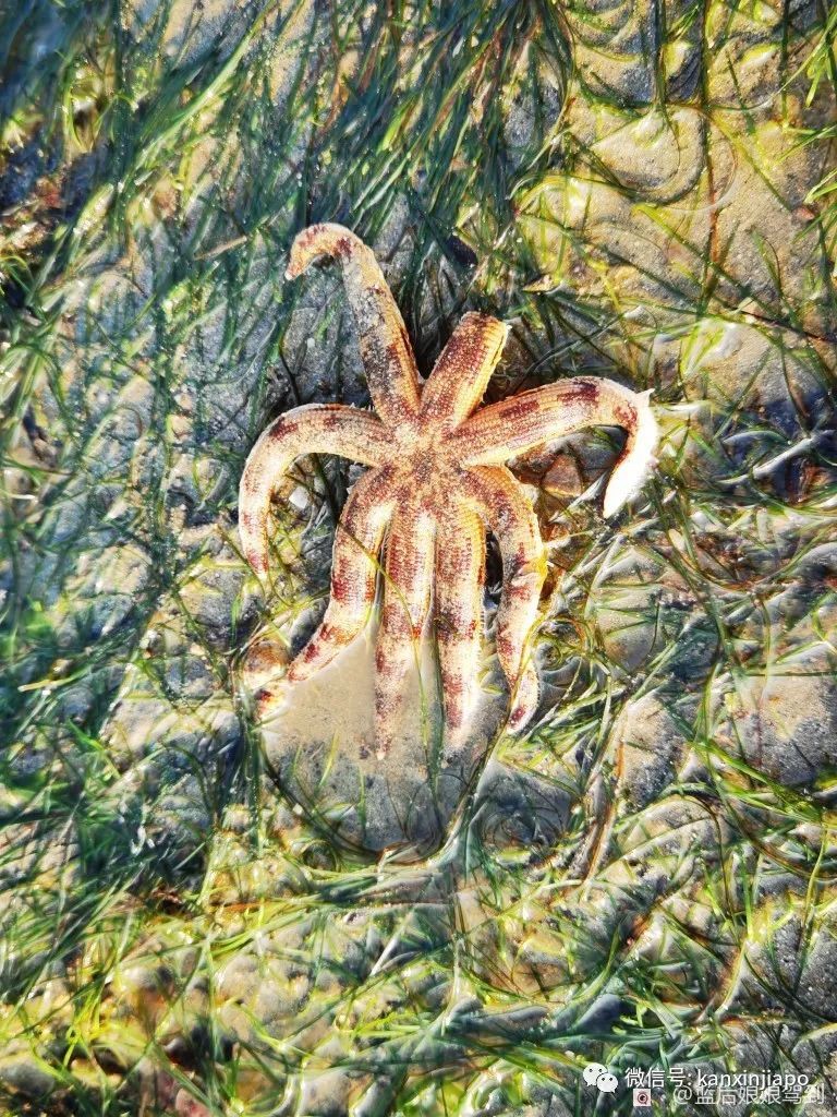 去樟宜海滩赶海吧，那里有最美的日出和从未见过的海洋生物...