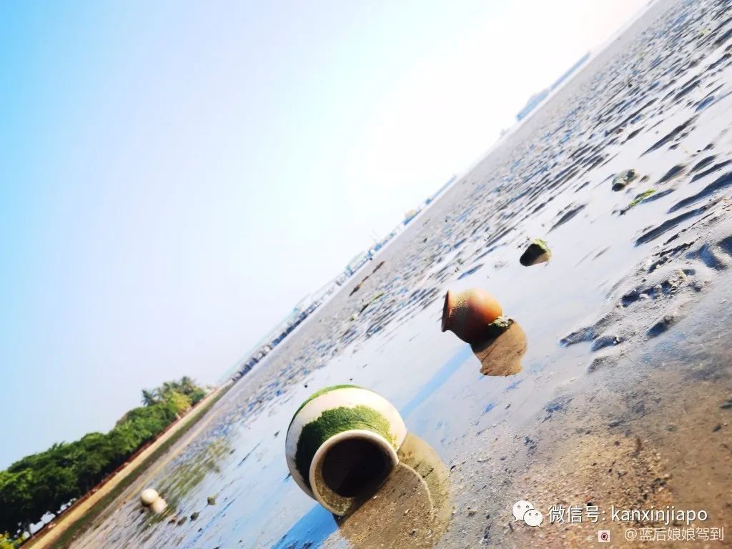 去樟宜海滩赶海吧，那里有最美的日出和从未见过的海洋生物...