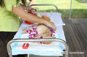 在新加坡养的宠物不幸去世了，我该怎么安葬它？
