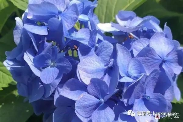 滨海湾花园荷兰绣球花展，绝美！看一眼就难忘