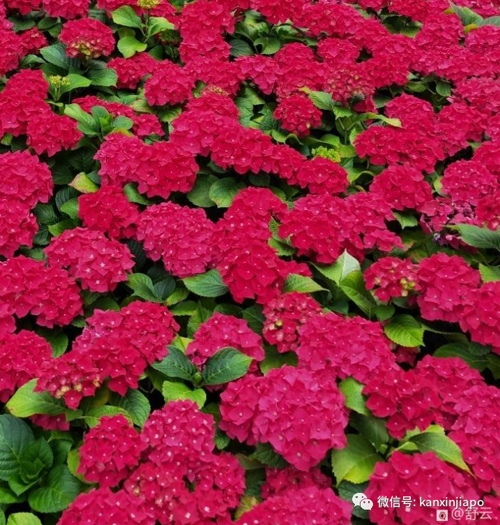 滨海湾花园荷兰绣球花展，绝美！看一眼就难忘
