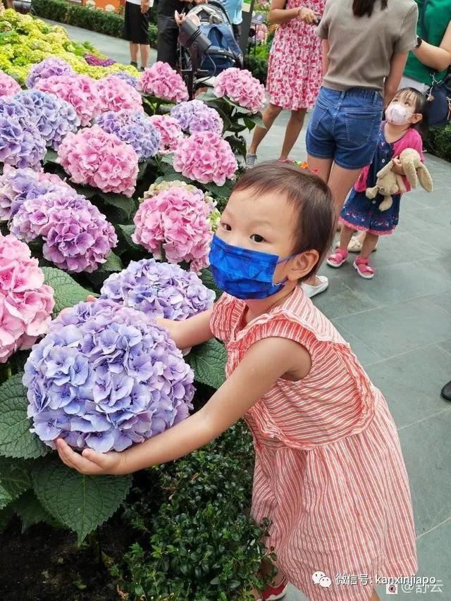 滨海湾花园荷兰绣球花展，绝美！看一眼就难忘