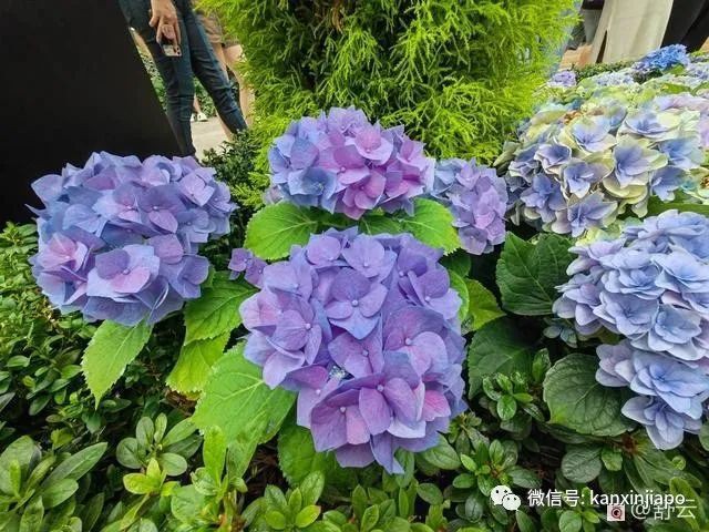 滨海湾花园荷兰绣球花展，绝美！看一眼就难忘