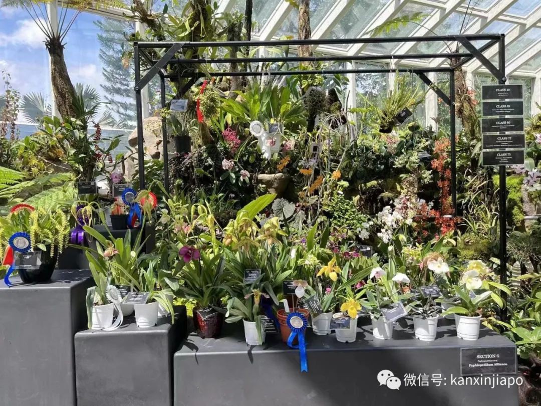 时隔四年新加坡花园节重磅回归，首次来到乌节路！