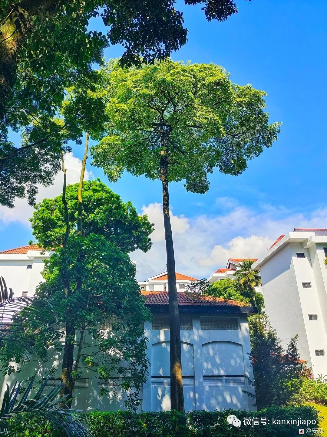 新加坡的这里如此浪漫又闲暇,在这工作就如度假