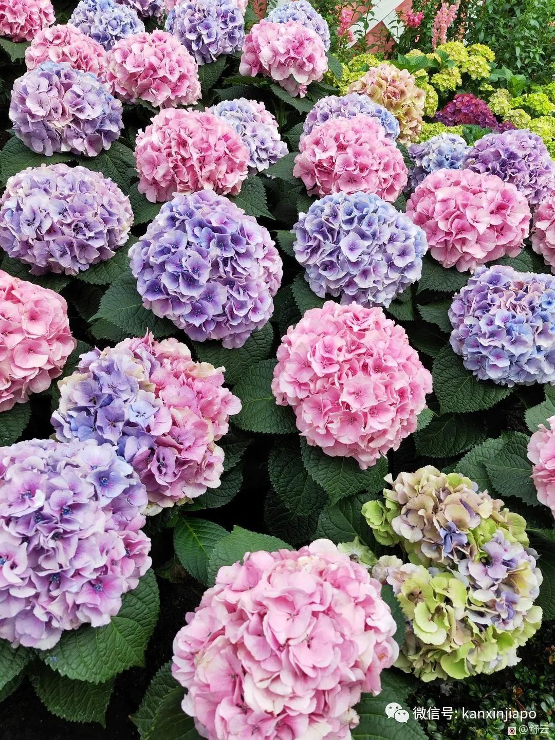 滨海湾花园荷兰绣球花展，绝美！看一眼就难忘