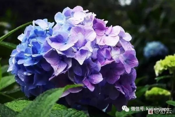 滨海湾花园荷兰绣球花展，绝美！看一眼就难忘