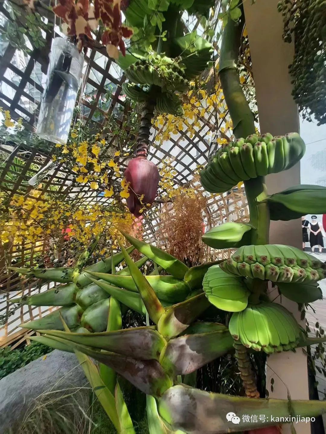 时隔四年新加坡花园节重磅回归，首次来到乌节路！