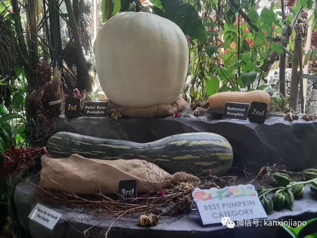 时隔四年新加坡花园节重磅回归，首次来到乌节路！