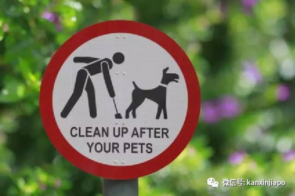 在新加坡养宠物有这么多规矩？接毛孩子回家前请三思而后行