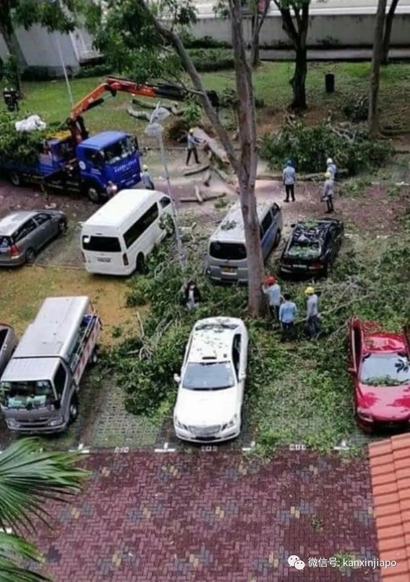 新加坡又有大树倒塌，三人被砸！