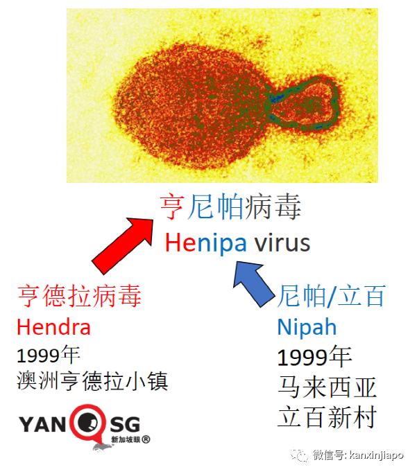 新加坡專家：在中國發現的Langya病毒不存在全球大流行的風險