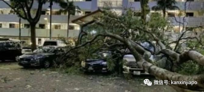 新加坡又有大树倒塌，三人被砸！