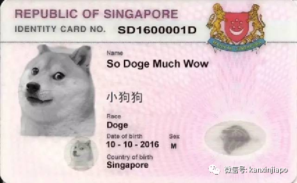 在新加坡养宠物有这么多规矩？接毛孩子回家前请三思而后行