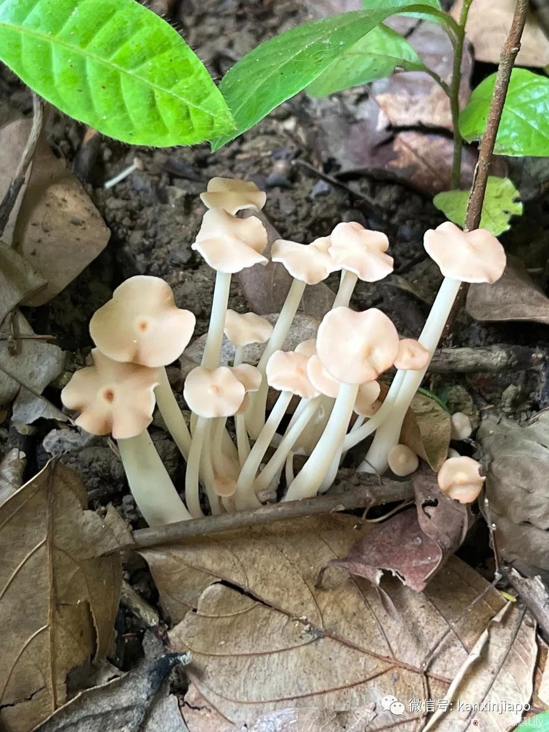 新加坡这个地方隐藏了这么多不知名的蘑菇，竟然还有“大师兄”看家护院
