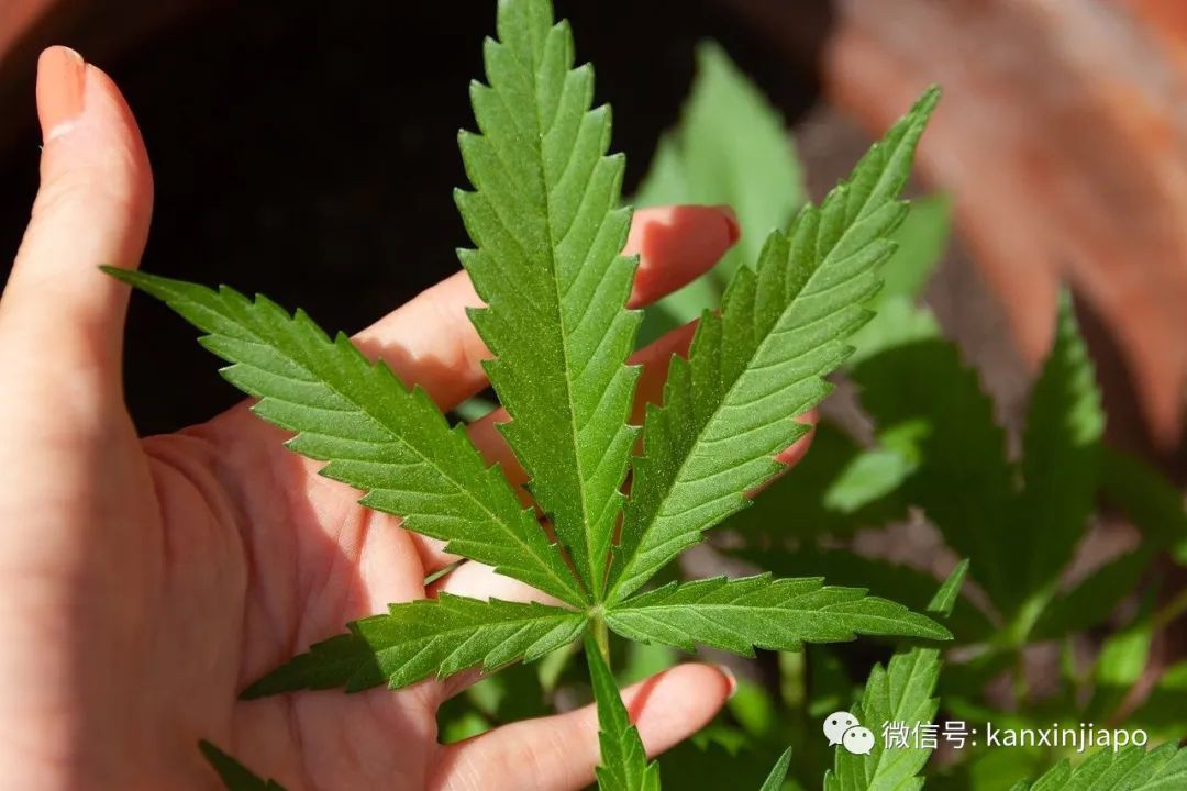 仿效泰国？53%受访者认为新加坡应该把大麻合法化！