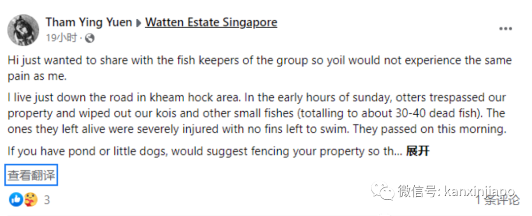 偷吃鱼、睡马路…这群新加坡水獭终于要被请走了