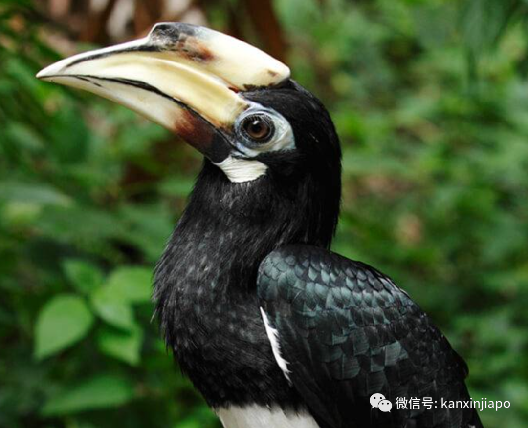 新加坡超5000只珍稀鸟类大搬家！细数世界最大飞禽公园的前世今生