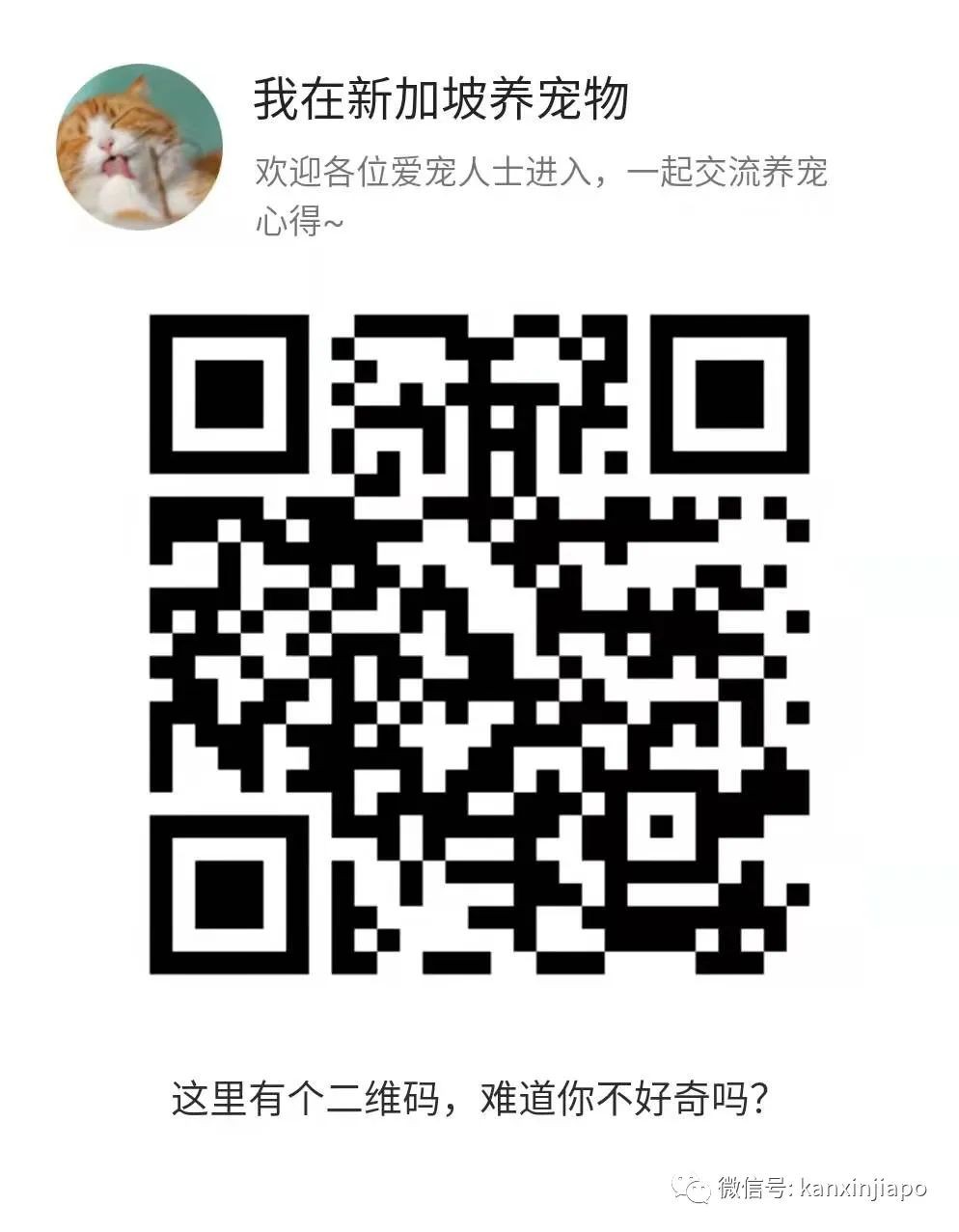 新加坡流浪猫,到底都藏着哪些秘密?