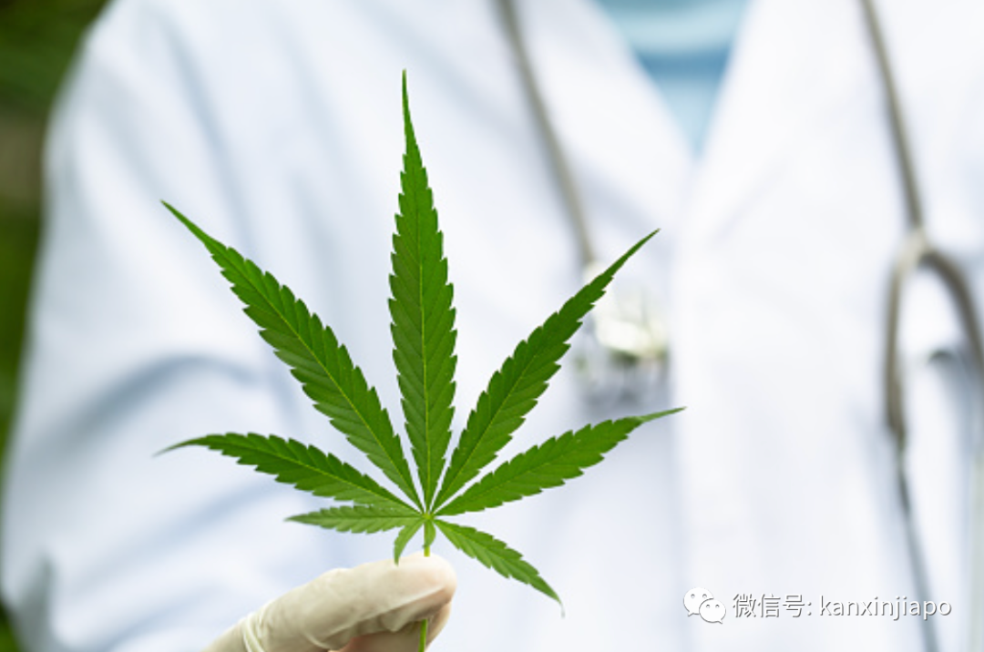仿效泰国？53%受访者认为新加坡应该把大麻合法化！