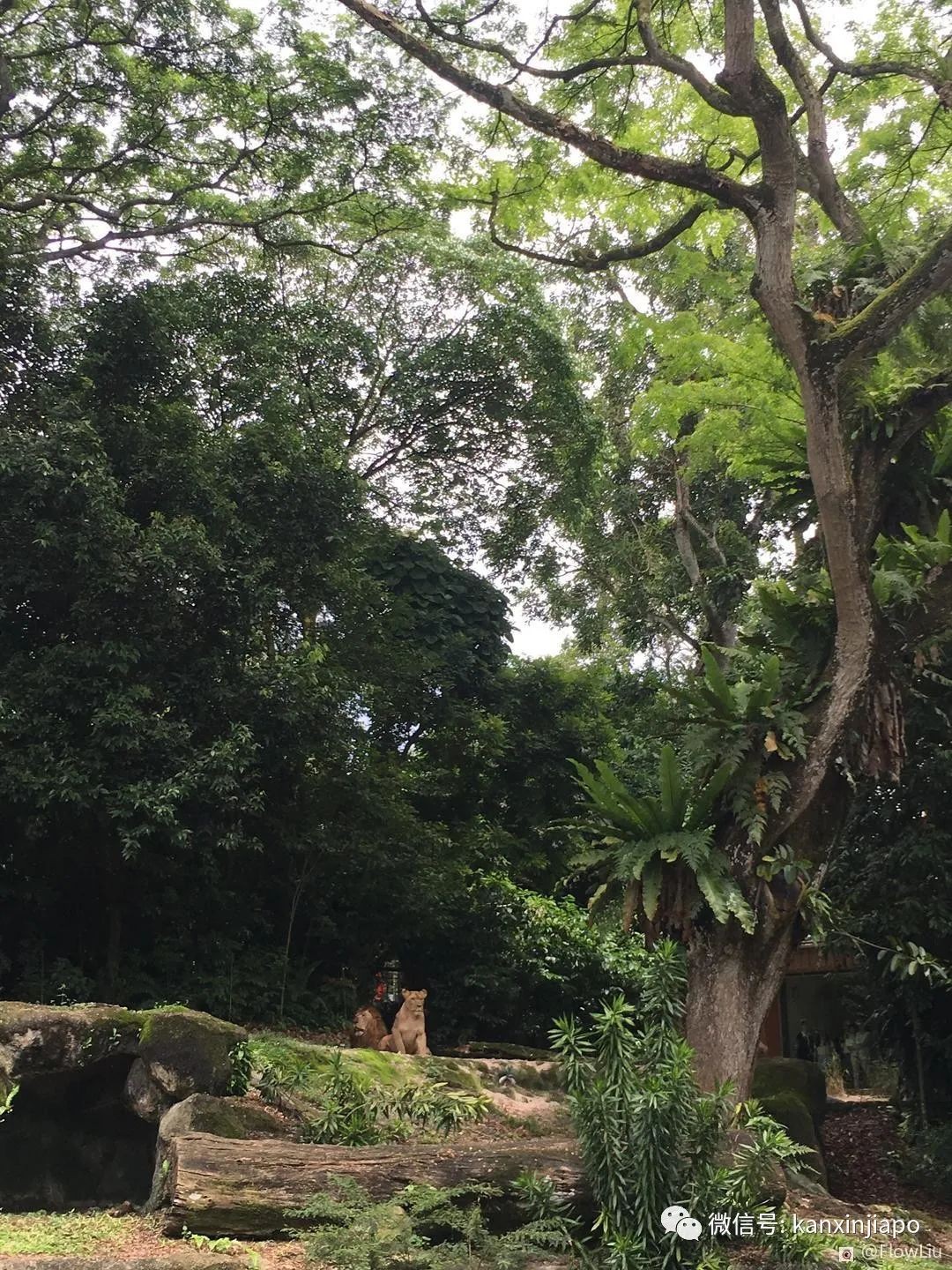 在新加坡隨處可見的樹，原來這麽“害羞”