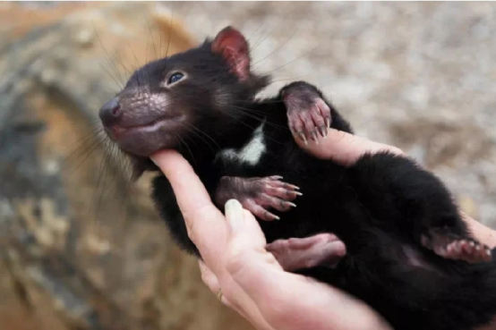 新加坡夜間動物園添新寵，瀕危物種“塔斯馬尼亞惡魔”袋獾首次迎客！