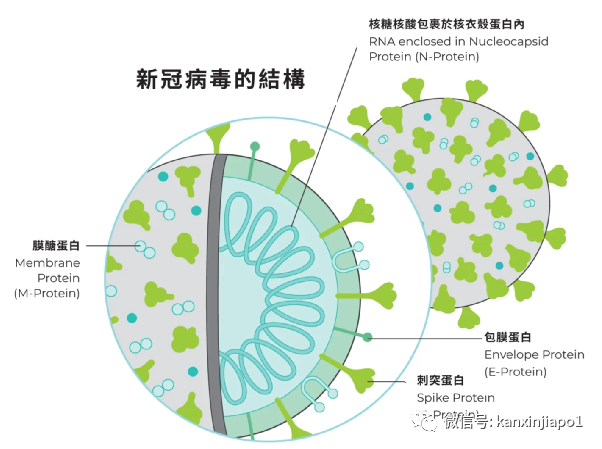 新加坡首揭：灭活疫苗引发的细胞免疫反应，比mRNA疫苗更为全面