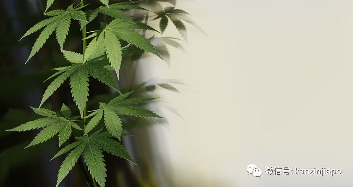 卡塔尔，你比新加坡还新加坡