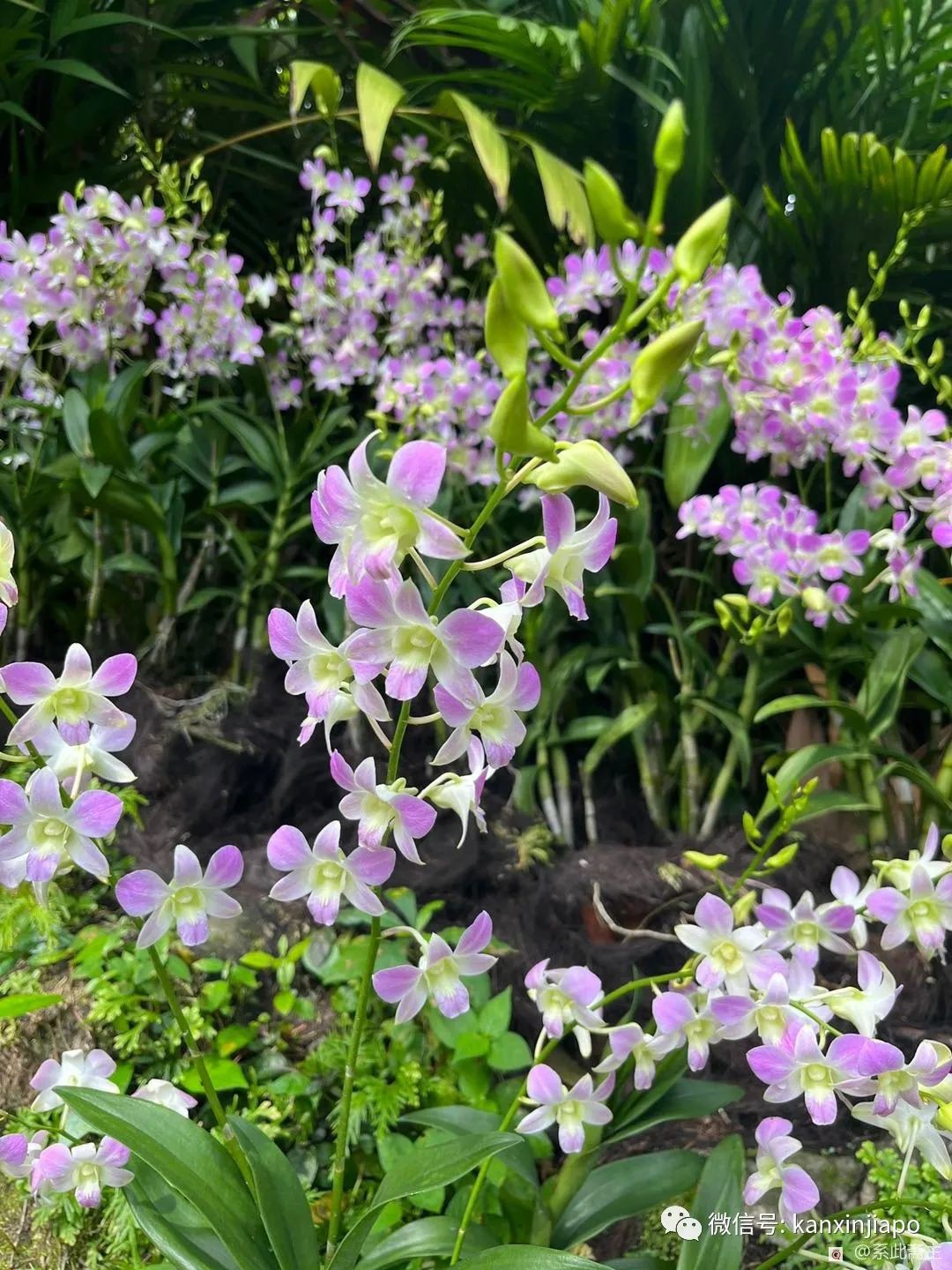 絕美！各種名貴蘭花品種齊聚新加坡，限時免費開放中