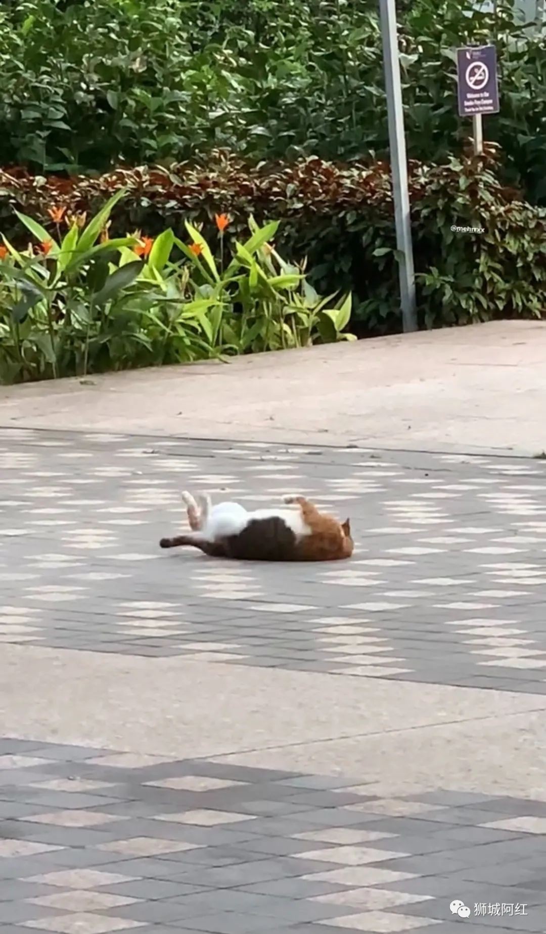 在新加坡到处都是猫，它们的耳朵都少了一角，你知道是为什么吗？