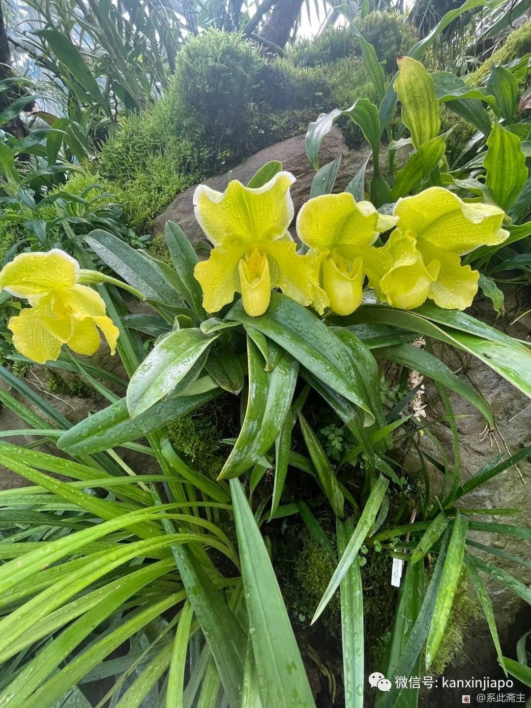 絕美！各種名貴蘭花品種齊聚新加坡，限時免費開放中