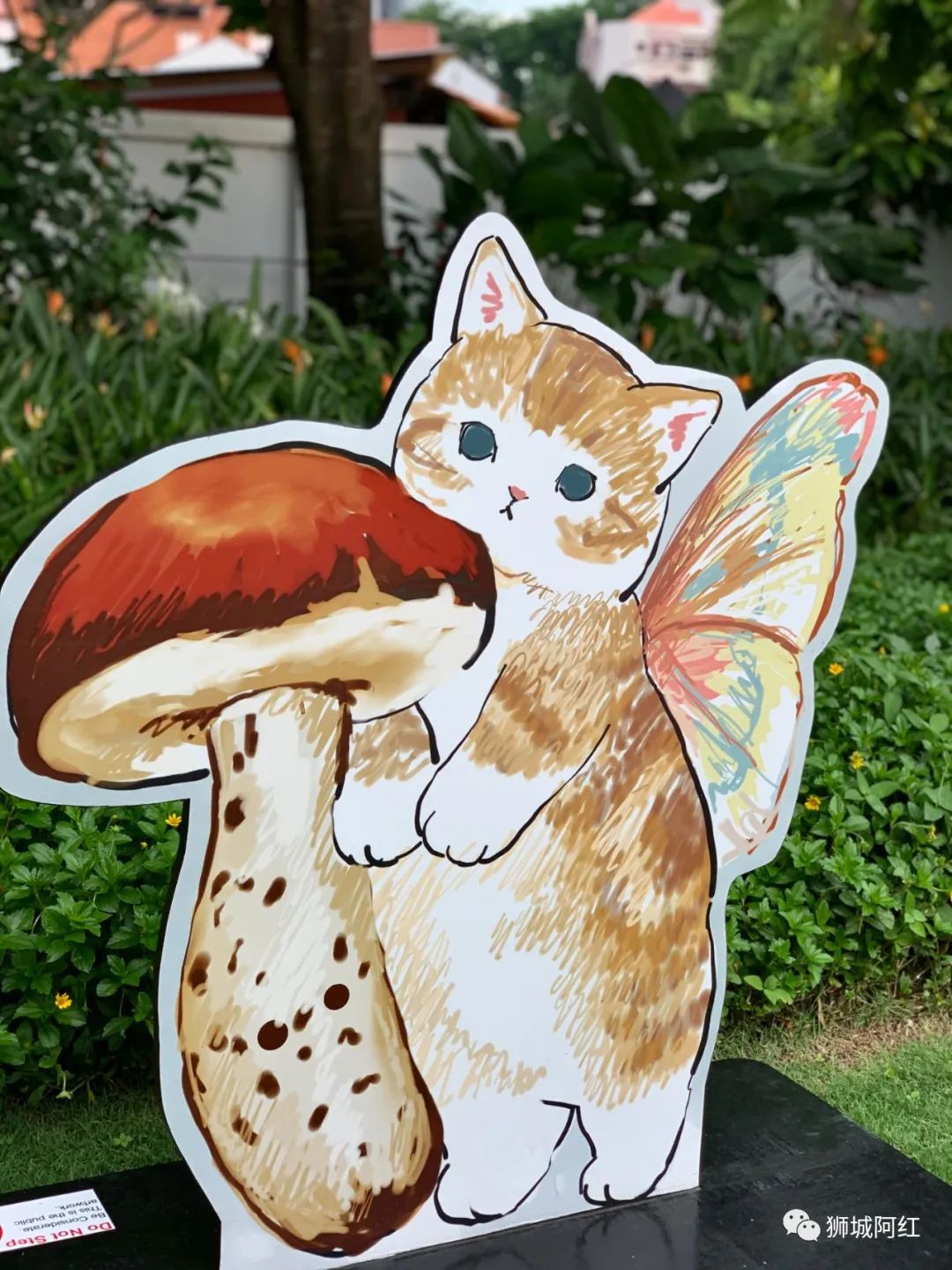 在新加坡到处都是猫，它们的耳朵都少了一角，你知道是为什么吗？