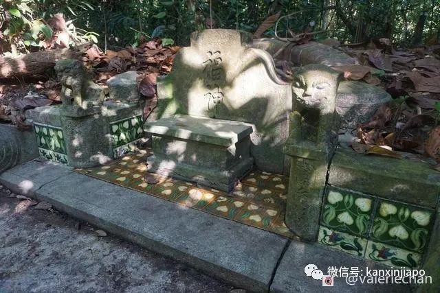 新加坡最大华人墓地，竟是世外桃源，还惊现“阿凡达树”！