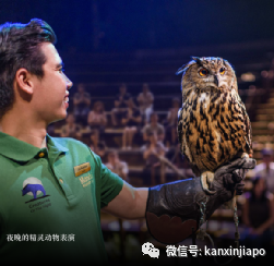 新加坡夜間動物園新成員駕到！Night Safari新節目“夜之生靈”開放啦~