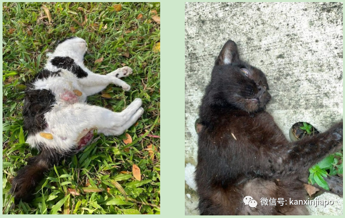 新加坡20多只流浪猫惨死街头，现场触目惊心...
