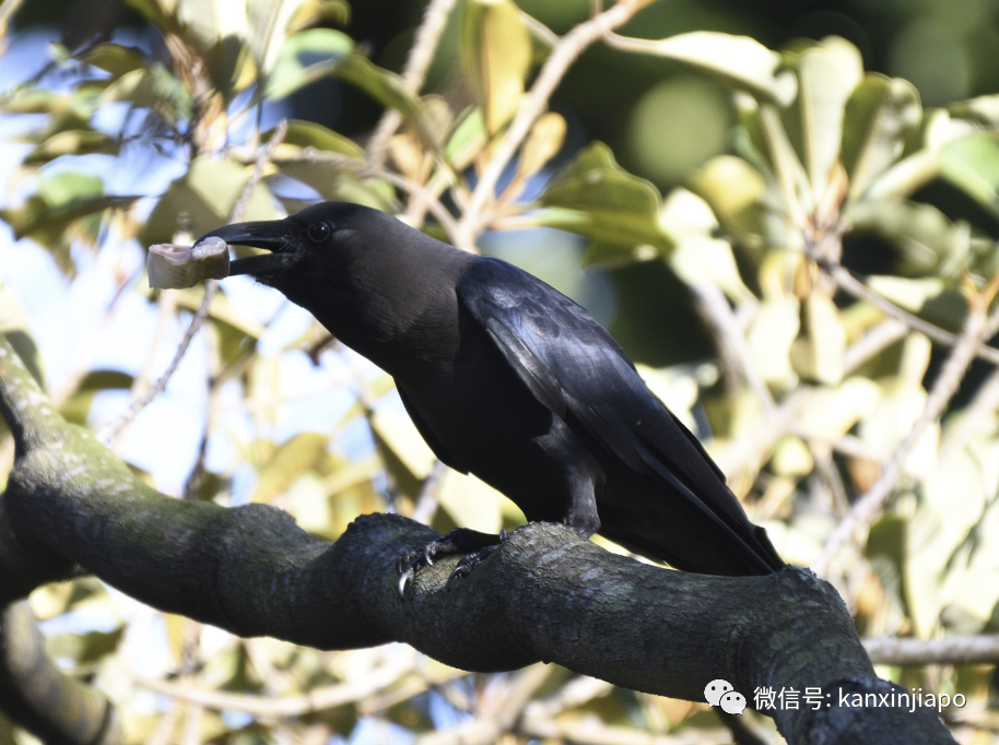 新加坡乌鸦现在越来越无法无天了，公园局告诉你该怎么对付它