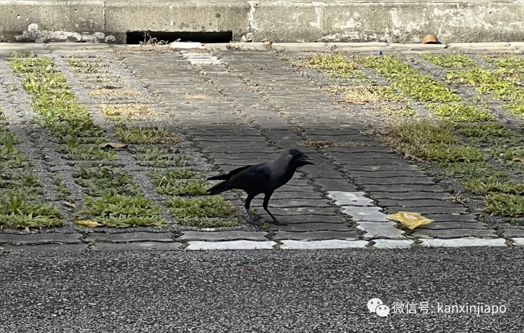 新加坡乌鸦现在越来越无法无天了，公园局告诉你该怎么对付它
