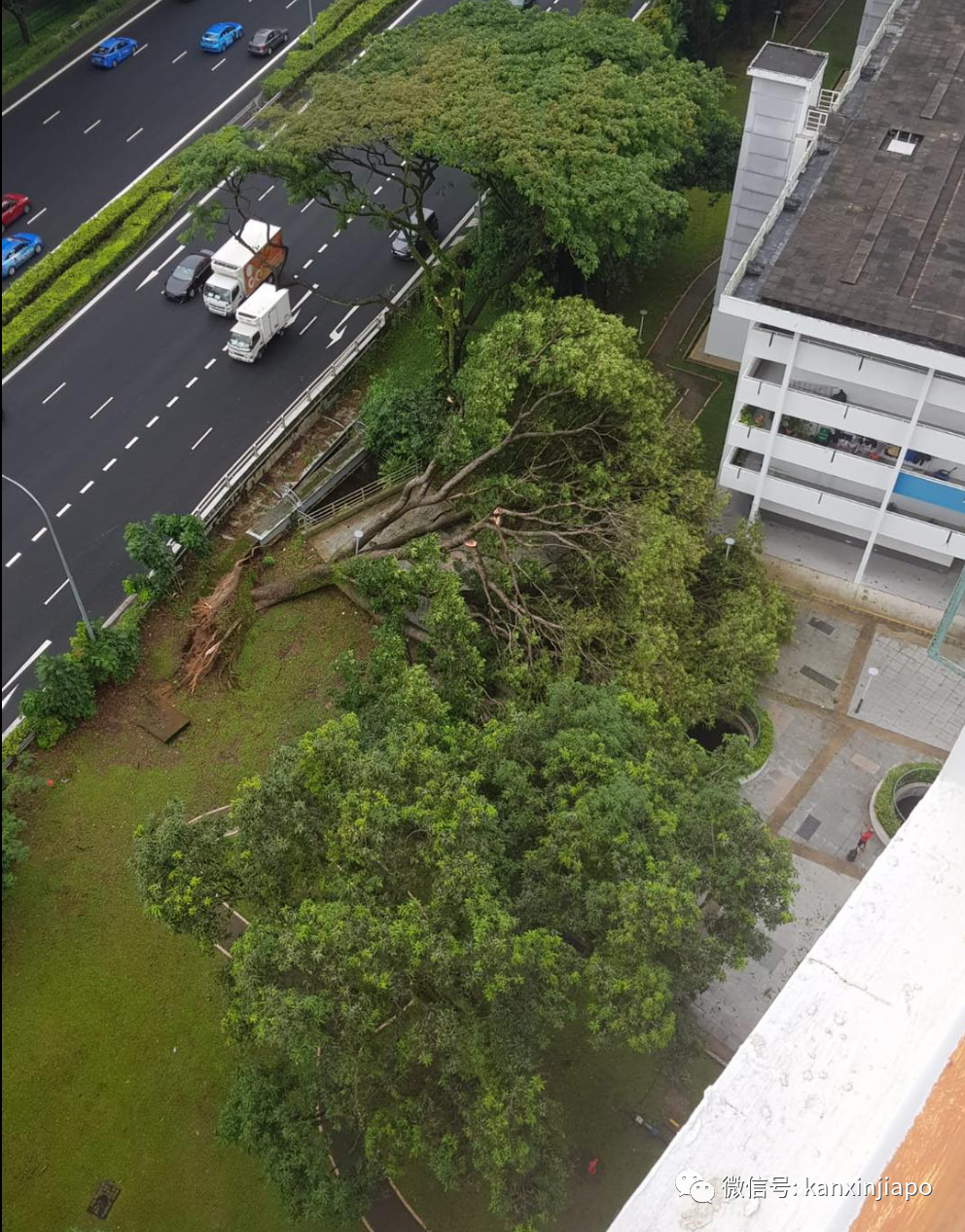 赤道穿羽绒服，错把泳池当车位，多棵大树被连根拔起...新加坡还将持续暴雨4天