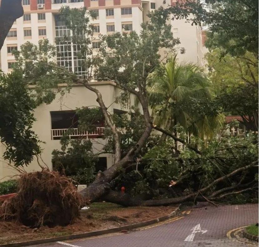赤道穿羽绒服，错把泳池当车位，多棵大树被连根拔起...新加坡还将持续暴雨4天