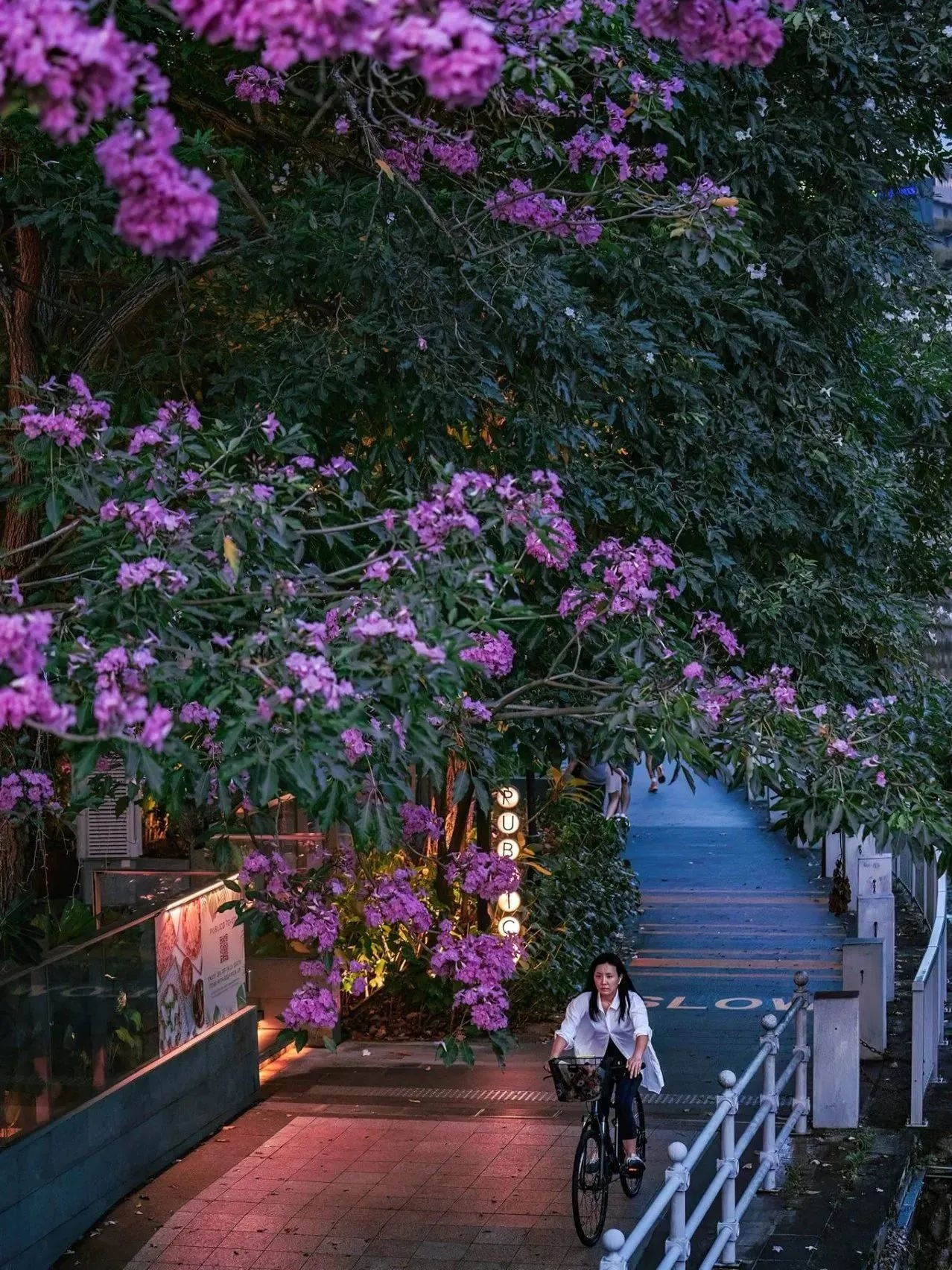 “新加坡樱花”全岛绽放中,你打卡了吗?