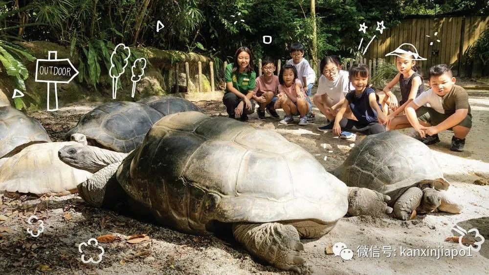 丛林早餐、义跑活动、充气游乐场...新加坡动物园50周年活动来了!