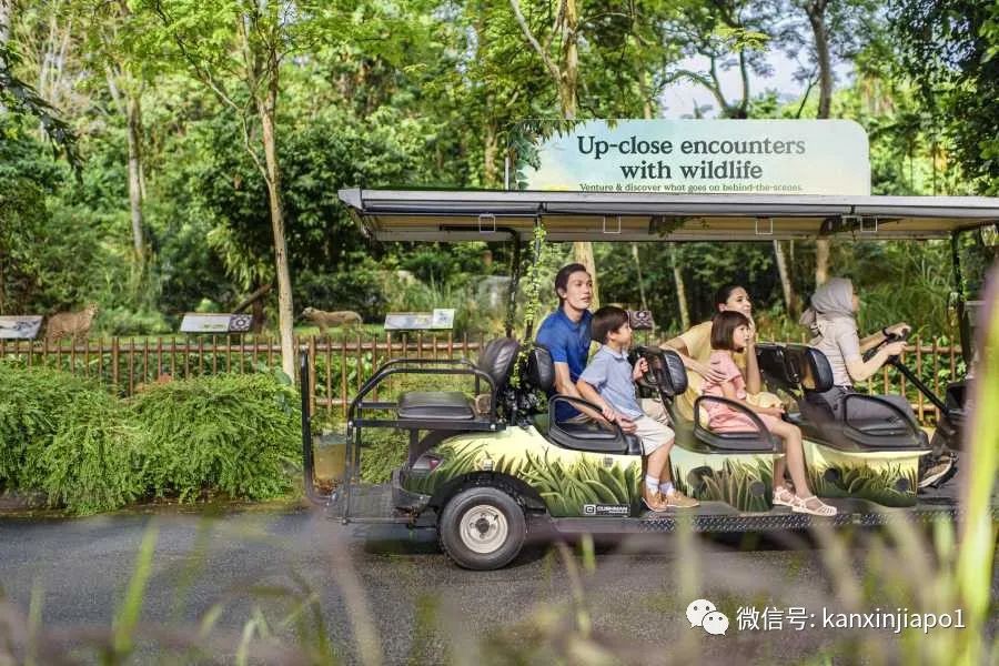 丛林早餐、义跑活动、充气游乐场...新加坡动物园50周年活动来了!