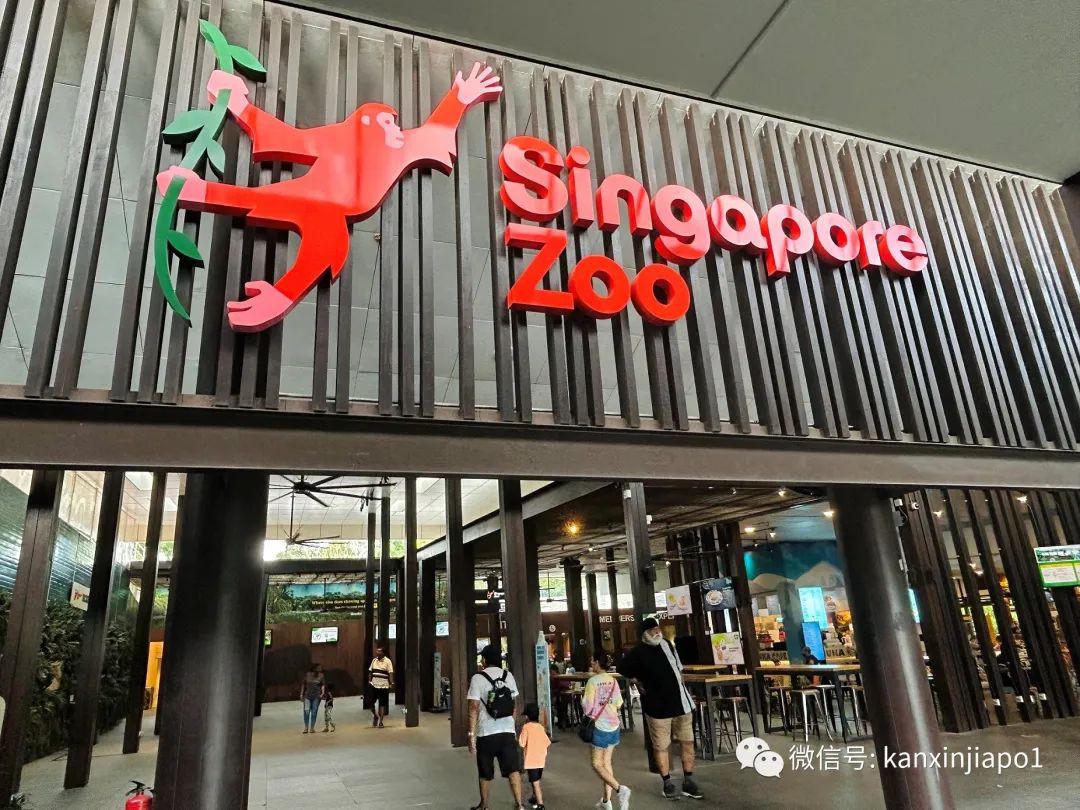 丛林早餐、义跑活动、充气游乐场...新加坡动物园50周年活动来了！