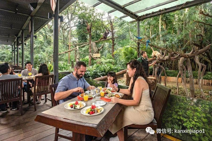 丛林早餐、义跑活动、充气游乐场...新加坡动物园50周年活动来了!