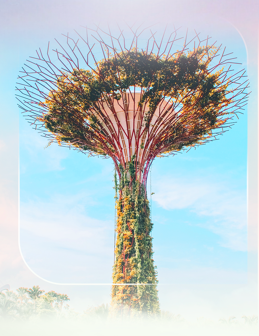 花穹、超级树、云雾林，滨海湾花园里有这么多秘密